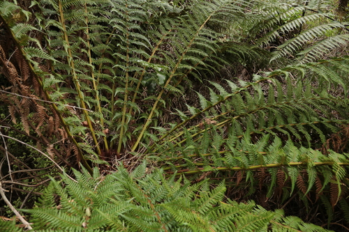 Dicksonia fibrosa observed 2026-10-10