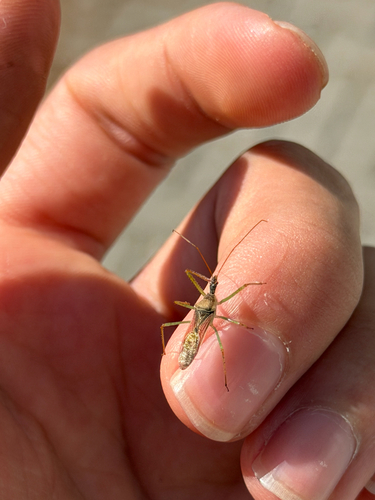 Leafhopper Assassin Bug