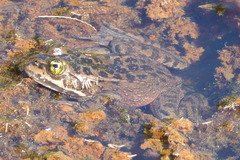 Rana pretiosa