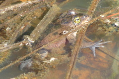 Rana pretiosa