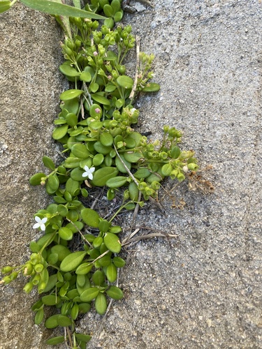 Leptopetalum strigulosum observed 2026-10-10