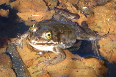 Rana pretiosa