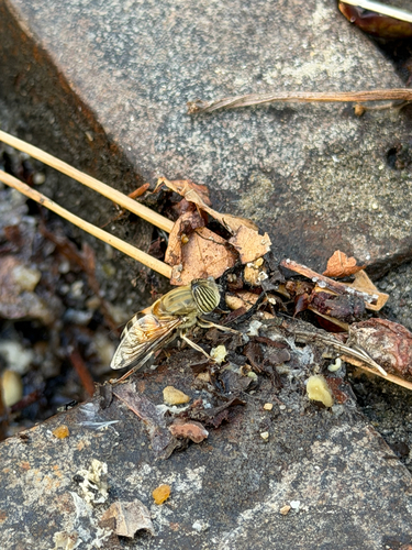 Stripe-eyed Lagoon Fly