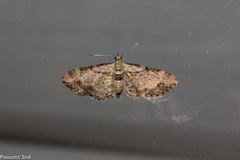 Chloroclystis sphragitis