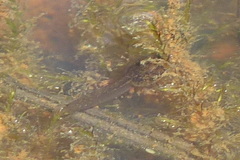 Rana pretiosa