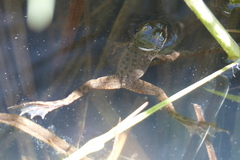 Rana pretiosa