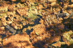 Rana pretiosa