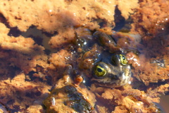 Rana pretiosa