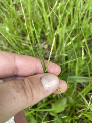 Carex debilis