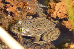 Rana pretiosa