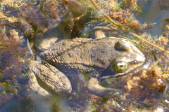 Rana pretiosa