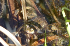 Rana pretiosa