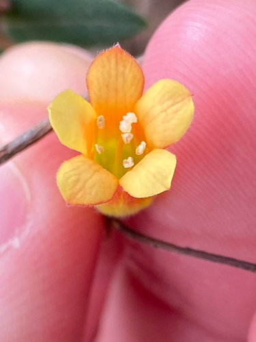 Marianthus bignoniaceus observed 2026-10-10