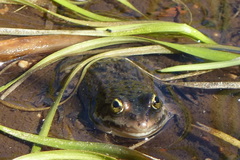 Rana pretiosa