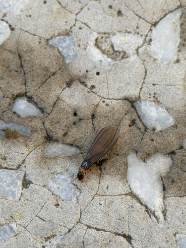 Yellownecked Dry-wood Termite