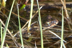 Rana pretiosa