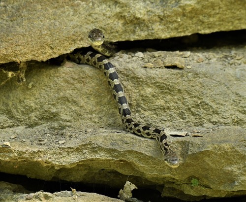 Gray Ratsnake photographed in West Virginia