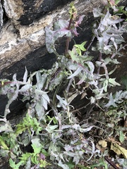 Golovinomyces sonchicola