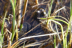 Rana pretiosa