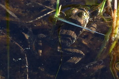 Rana pretiosa