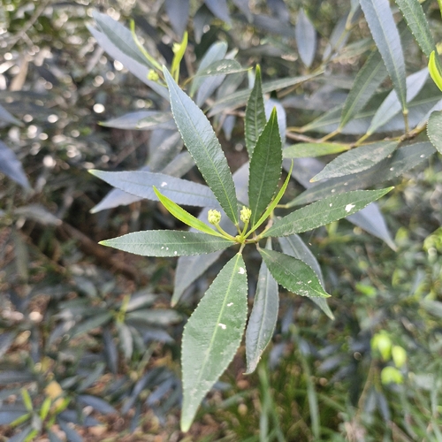 Ceratopetalum apetalum observed 2026-10-10