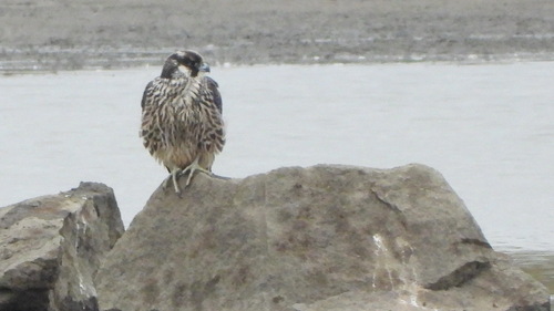 Peregrine Falcon