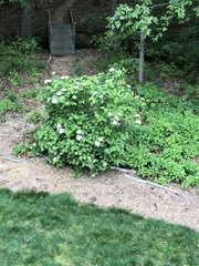 Viburnum rafinesqueanum