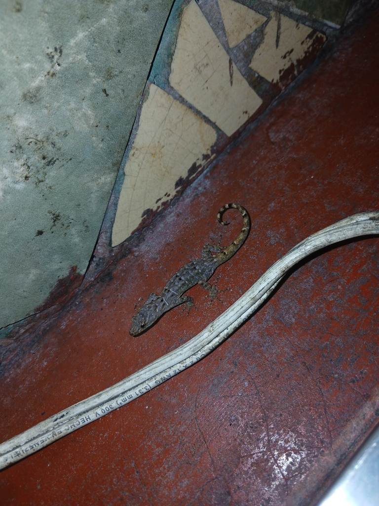 Gonatodes purpurogularis