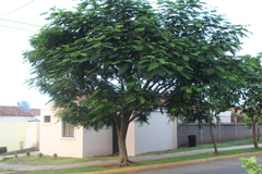 Anadenanthera colubrina