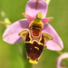 Ophrys × albertiana - Photo 由 Ronald Werson 所上傳的 (c) Ronald Werson，保留部份權利CC BY-NC-ND