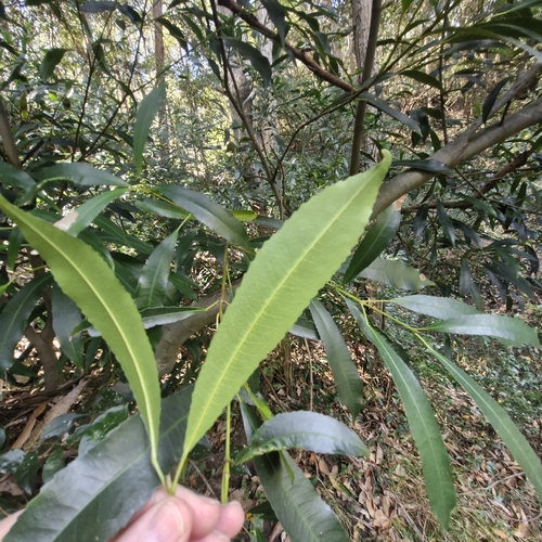 Ceratopetalum apetalum observed 2026-10-10