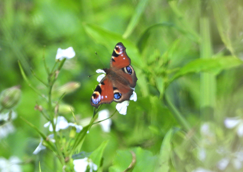 European Peacock Butterfly