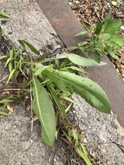 Microdochium panattonianum