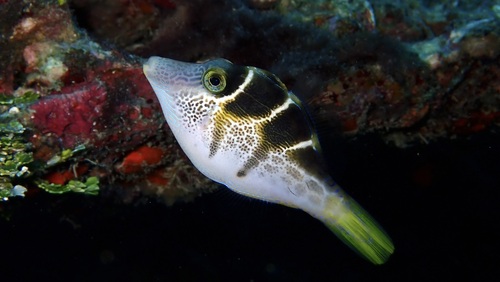 Paraluteres prionurus observed 2026-10-10