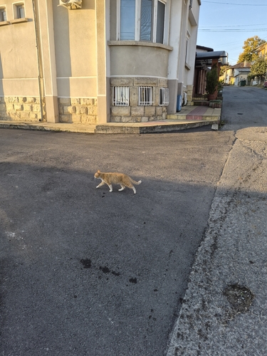Domestic Cat
