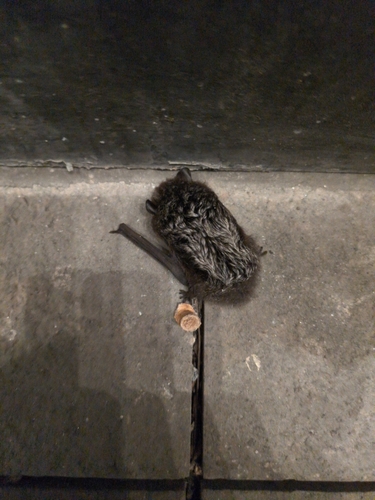 Silver-haired Bat observed by ndb110
