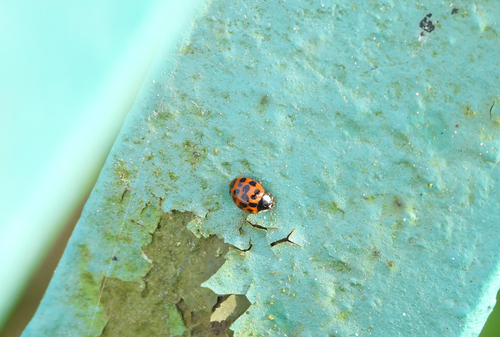Asian Lady Beetle