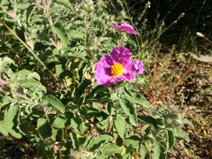 Cistus creticus corsicus