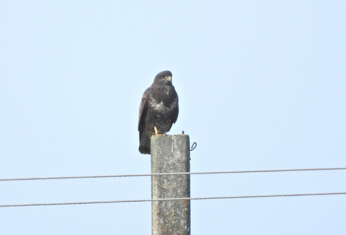 Common Buzzard
