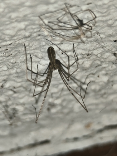 Harvestman Cellar Spider
