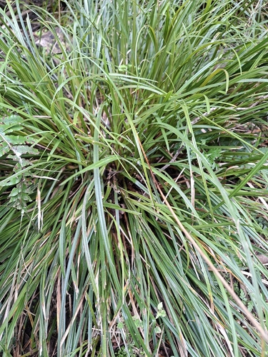 Carex uncinata observed 2026-10-09