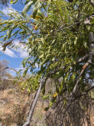Amyema miraculosa, 2026-10-10