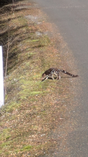 Dasyurus, 2026-10-10
