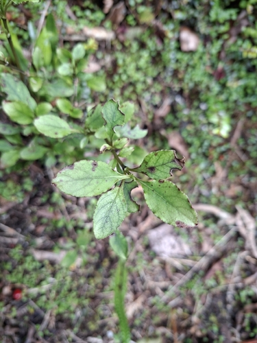 Coprosma foetidissima observed 2026-10-09