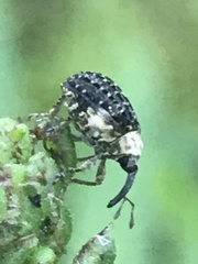 Cionus scrophulariae
