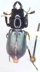 Platycerus oregonensis