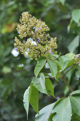 Vitex pinnata observed 2026-08-30