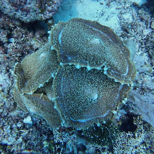 Amplexidiscus fenestrafer observed 2026-10-10