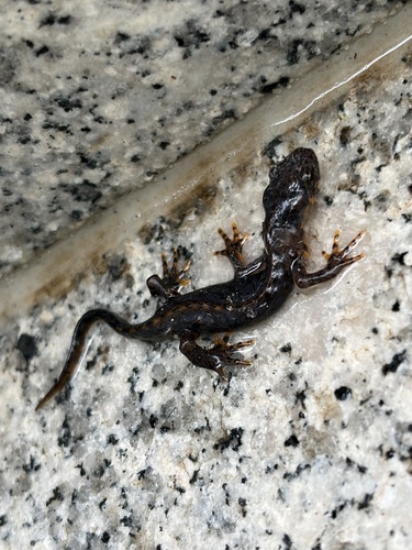 Alpine Newt