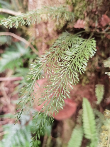 Asplenium bipinnatifidum observed 2026-08-29